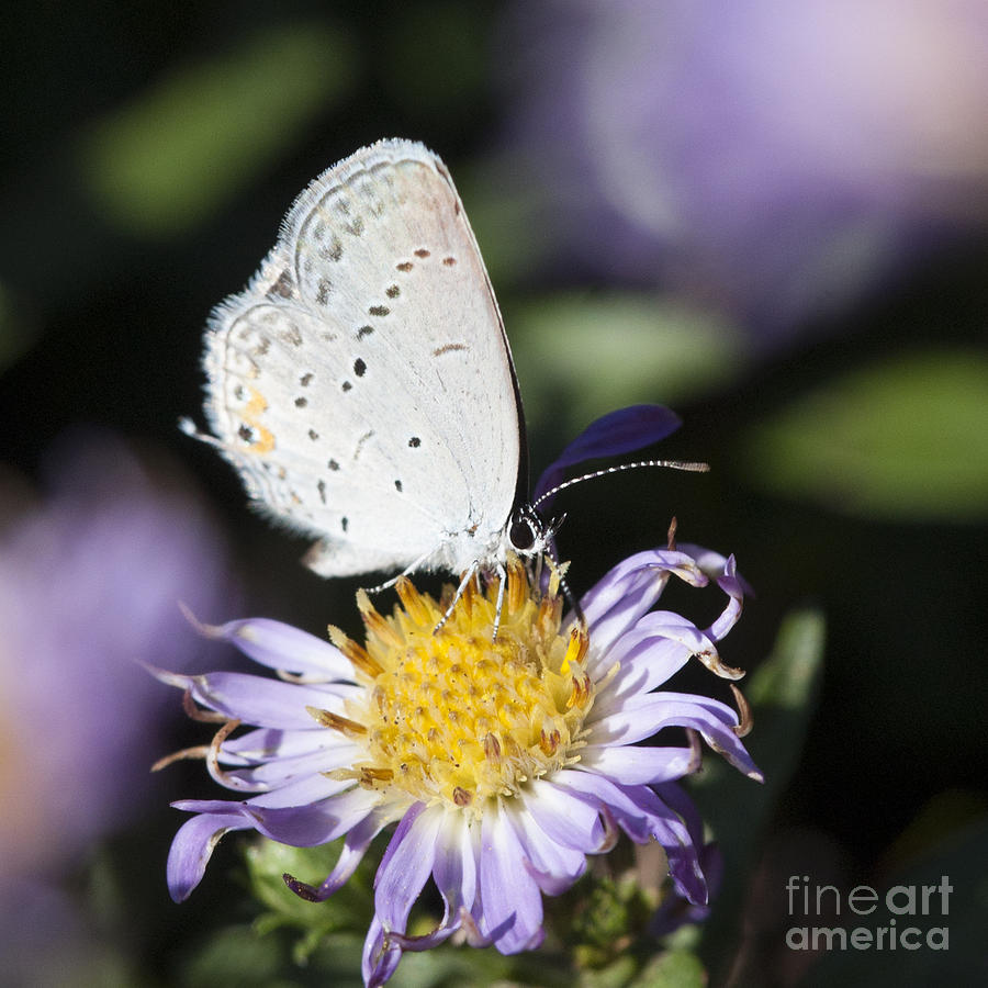 White Butterfly Photograph by Chris Scroggins