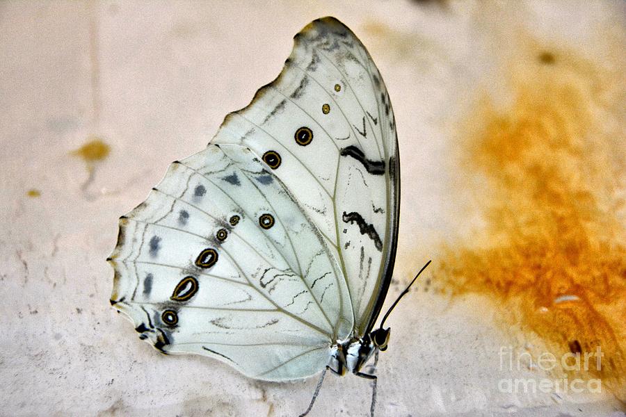 Butterfly Photograph - White Butterfly by Edna W