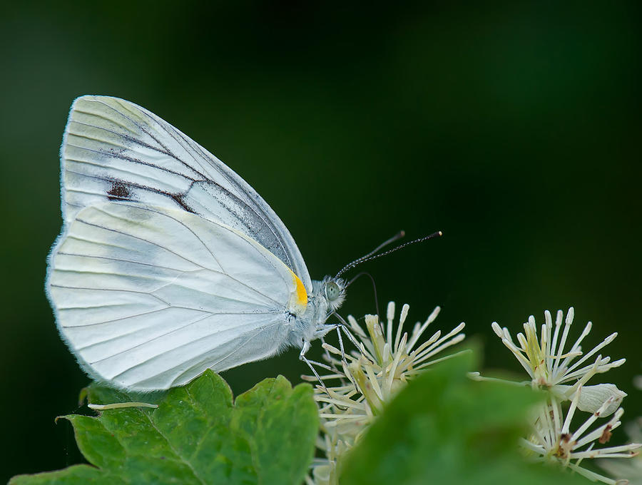 White Butterfly Feeding On Beige Flowers Photograph by Mike Friel