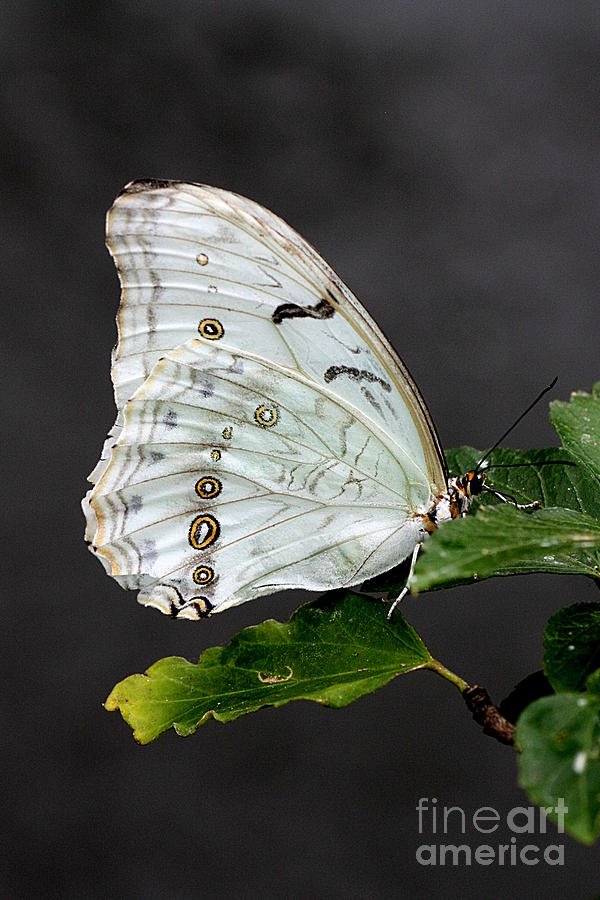 White Butterfly Photograph by Jeremy Hayden