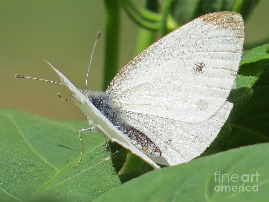 White Butterfly Photograph by Judy Via-Wolff