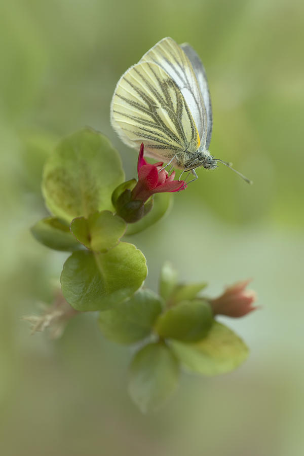 Pieris napi butterfly on a red flower Photograph by Jaroslaw Blaminsky