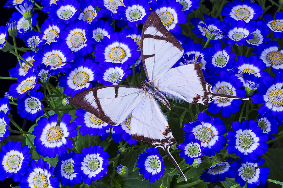 White butterfly On Blue Cineraria Photograph by Garry Gay