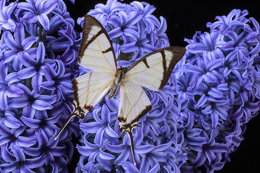 White butterfly on blue hyacinth Photograph by Garry Gay