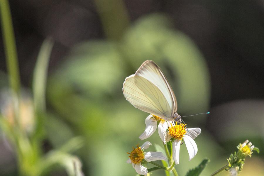 White Butterfly on Flower Photograph by Dorothy Cunningham