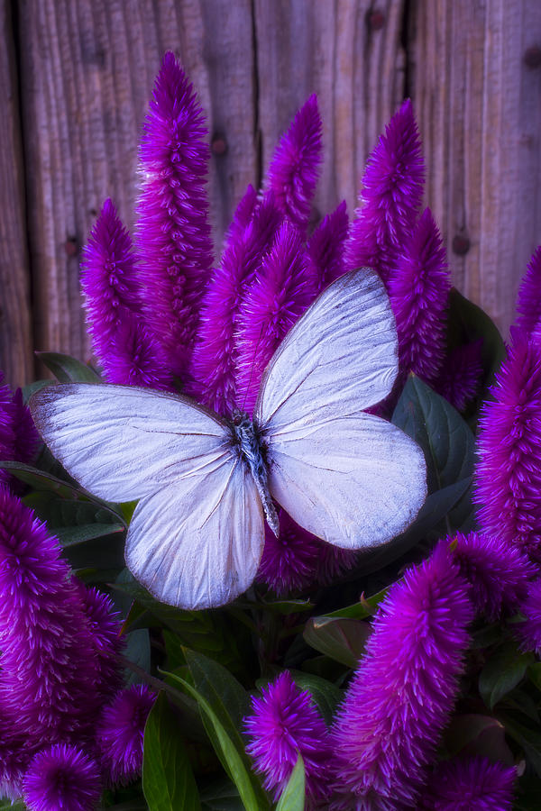 Purple Celosia Photograph - White Butterfly On Flowering Celosia by Garry Gay