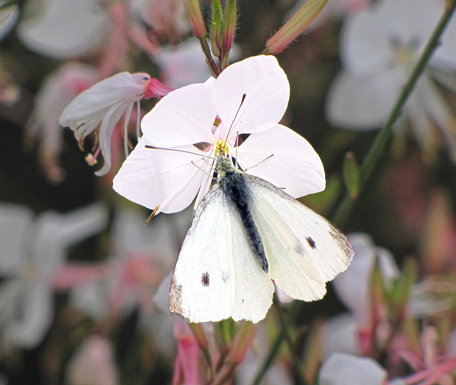 White Butterfly on Gaura Photograph by C H Apperson