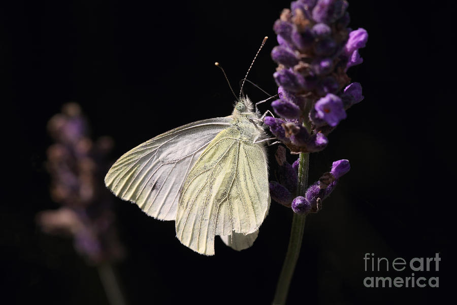 White Butterfly On Lavender Against A Black Background Photograph