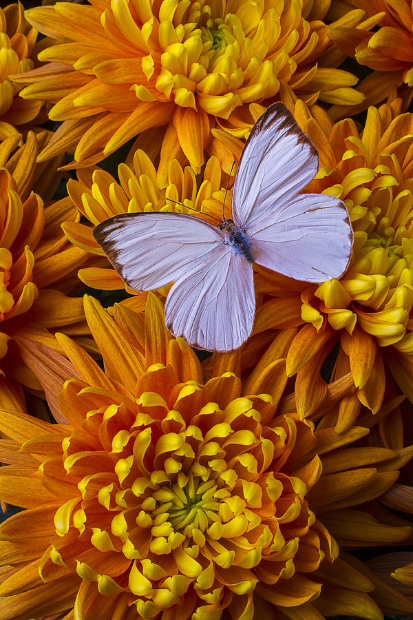 White Butterfly On Orange Mums Photograph by Garry Gay - Fine Art America