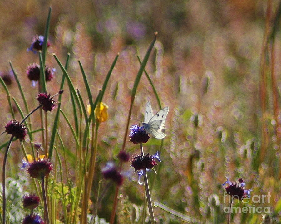 White Butterfly On Purple Clover Photograph