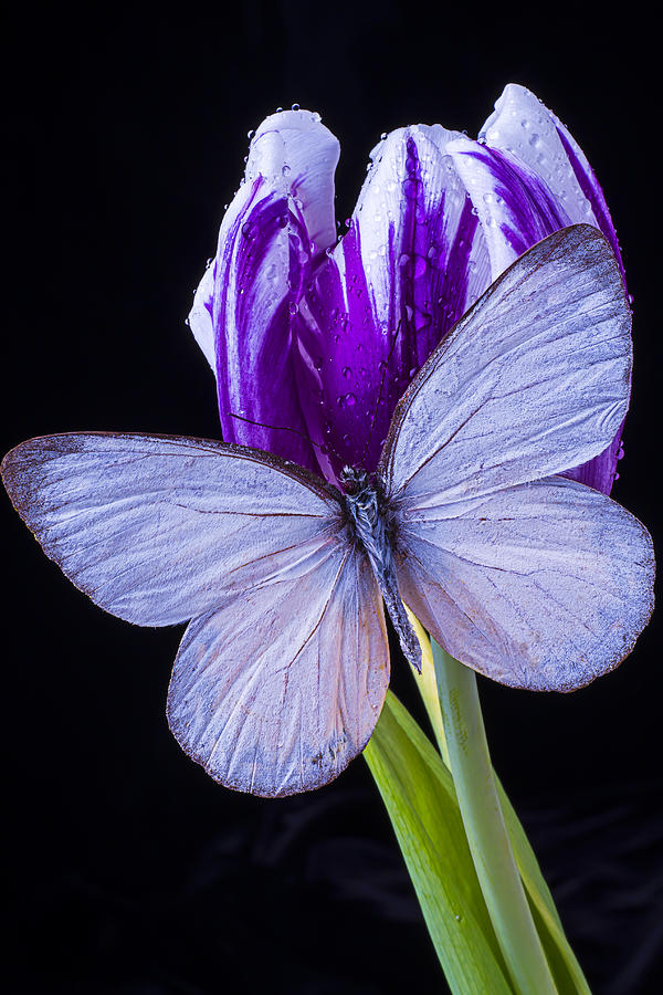 Tulip Photograph - White Butterfly On Purple Tulip by Garry Gay