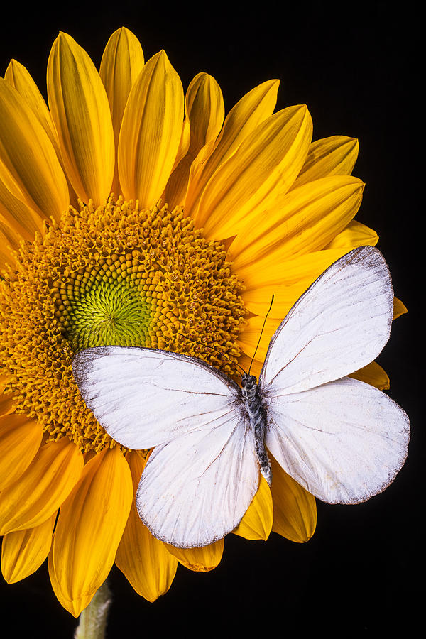 Sunflower Photograph - White Butterfly on Sunflower by Garry Gay