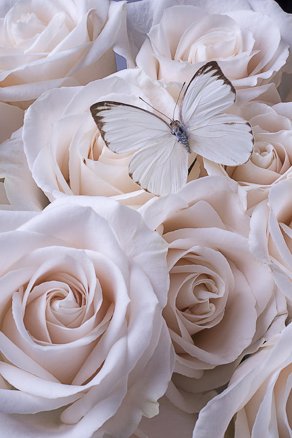 White Butterfly On White Roses Photograph by Garry Gay