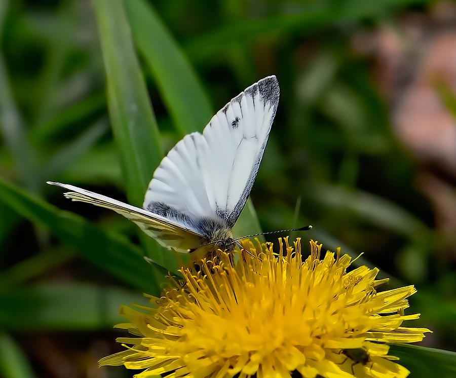 White butterfly on yellow flower  by Leif Sohlman Photograph by Leif Sohlman