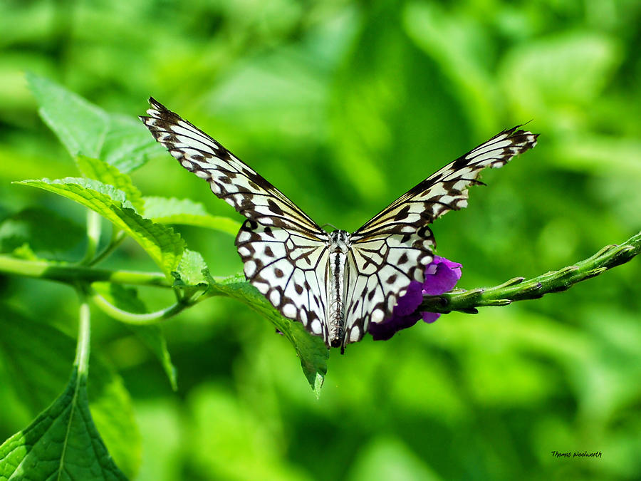 Butterfly Photograph - White Butterfly by Thomas Woolworth