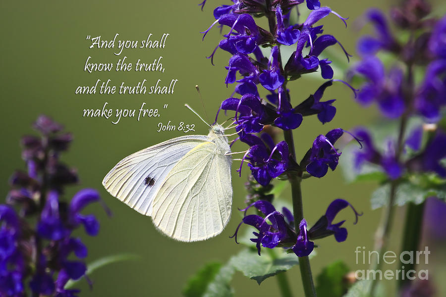 White Butterfly With Scripture Photograph