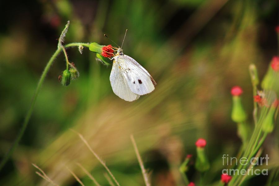 White Cabbage Butterfly Photograph by Craig Wood