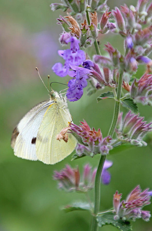 White Cabbage Butterfly Photograph by Juergen Roth