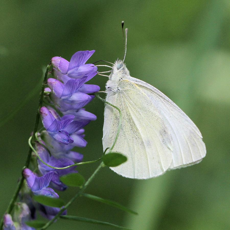 Cabbage White Butterfly on Vetch Photograph by Doris Potter