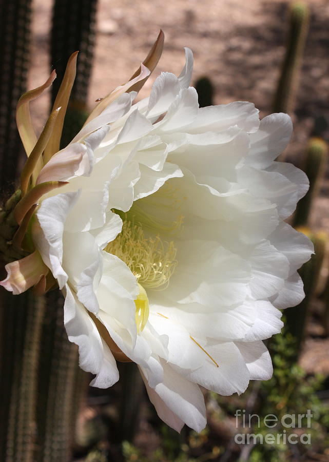 White Cactus Bloom Photograph by Carol Groenen
