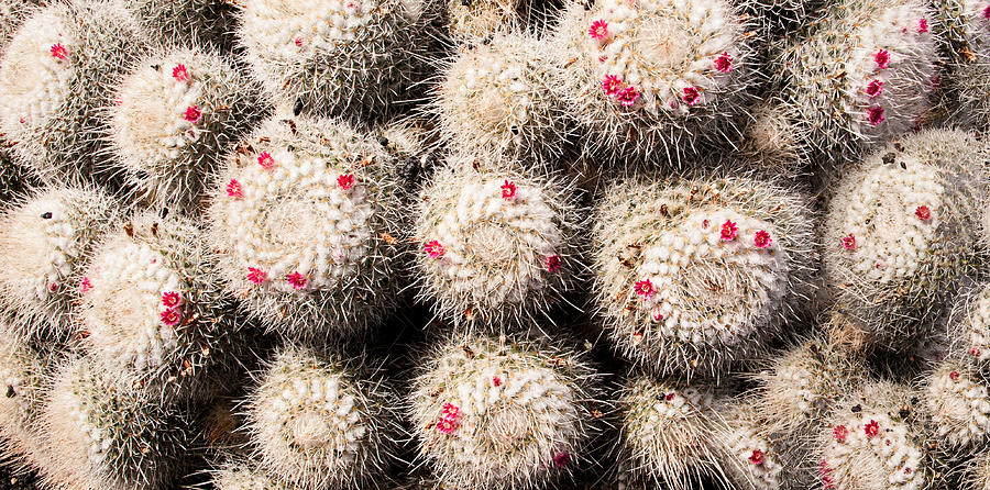 White Cactus Pink Flowers No1 Photograph by Weston Westmoreland