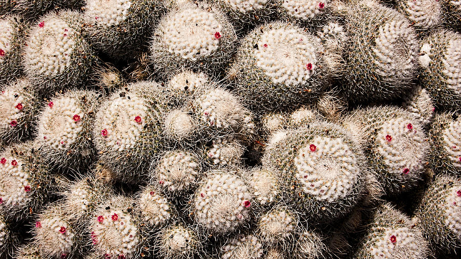 White Cactus Pink Flowers No2 Photograph by Weston Westmoreland