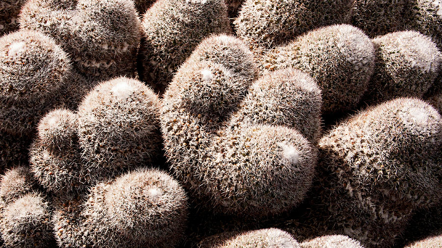 White Cactus Photograph by Weston Westmoreland