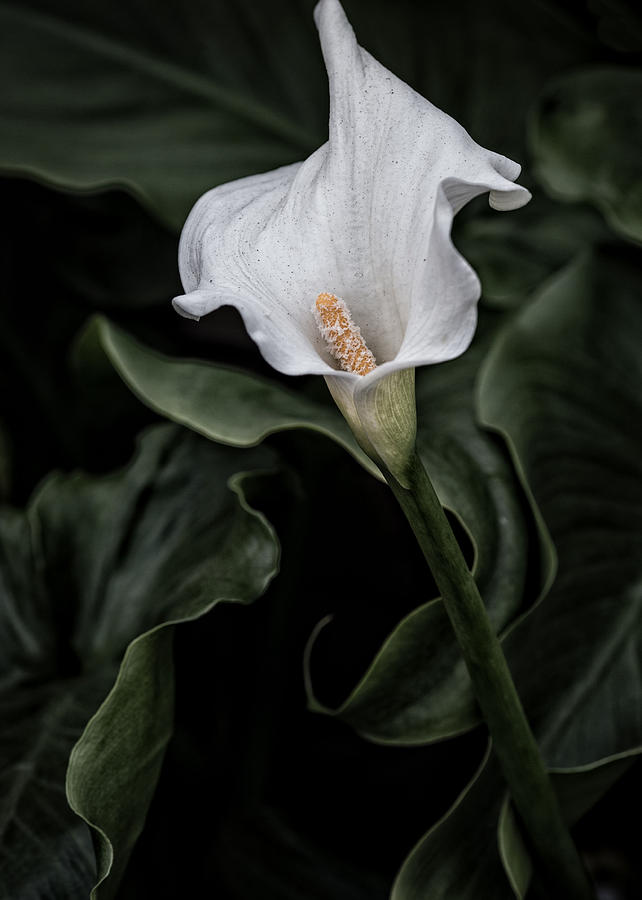 White Cala Lily 1 Photograph by Rebecca Cozart