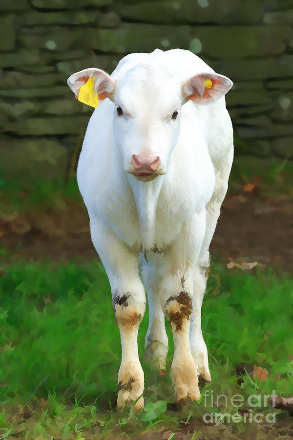 Cow Photograph - White Calf by Louise Heusinkveld