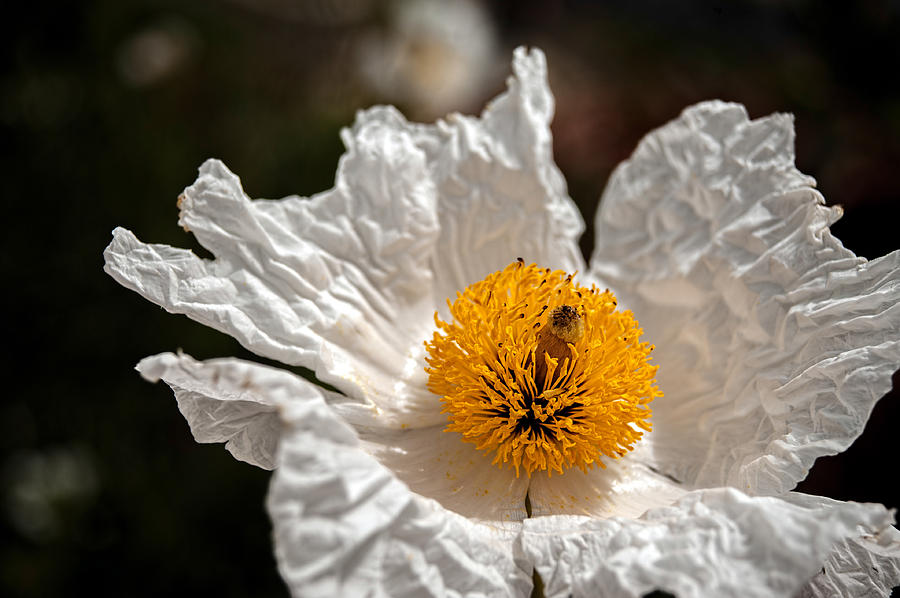 White California Poppy Macro Photograph by Dan McManus