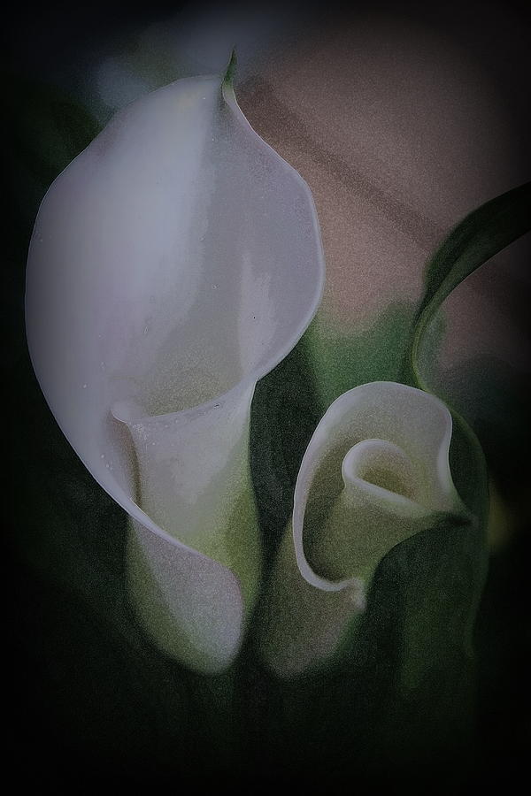 White Calla Lilies  Photograph by Kay Novy