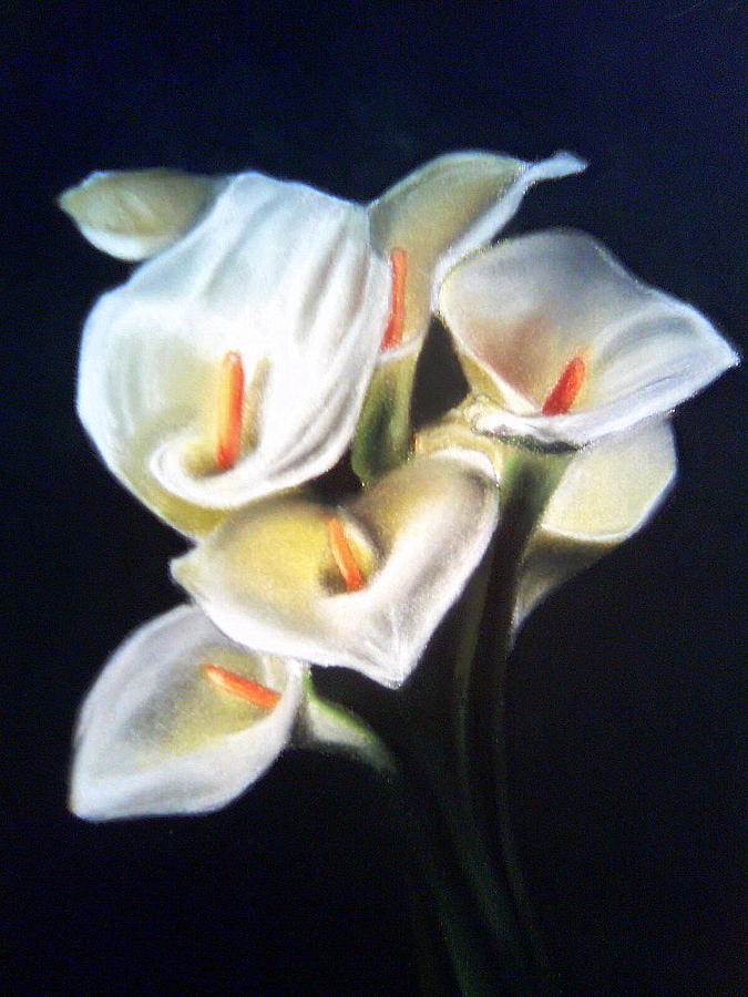 Lily Painting - White Calla Lilies by Mojgan Jafari