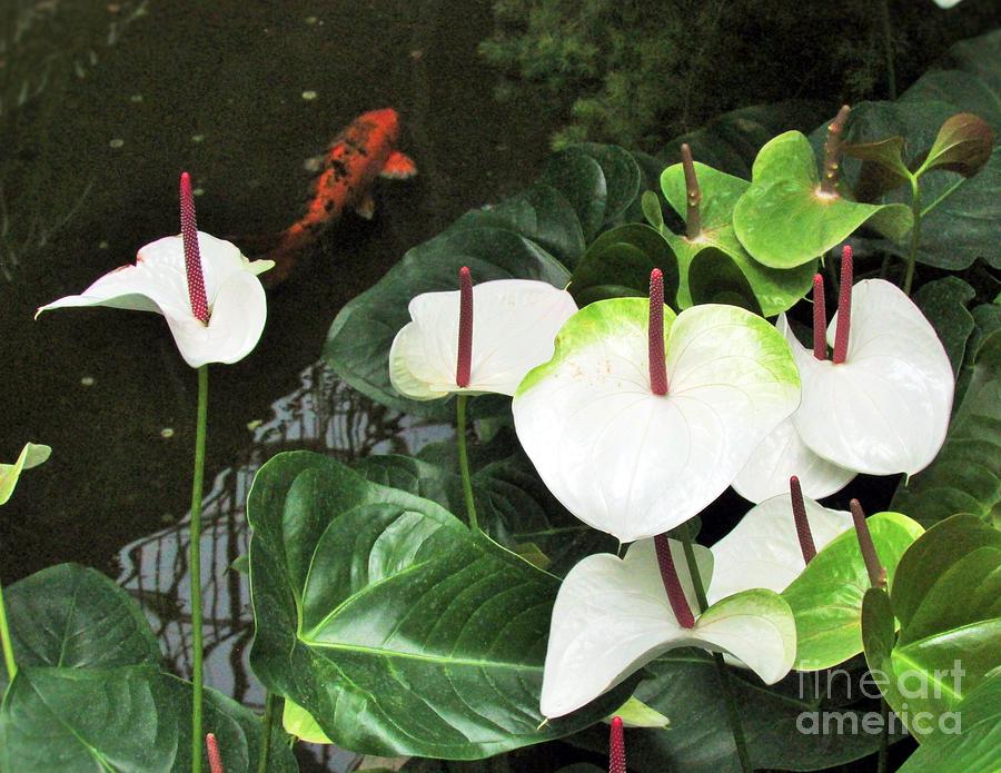 Pond Photograph - White Calla Lilies by Nancy Rucker