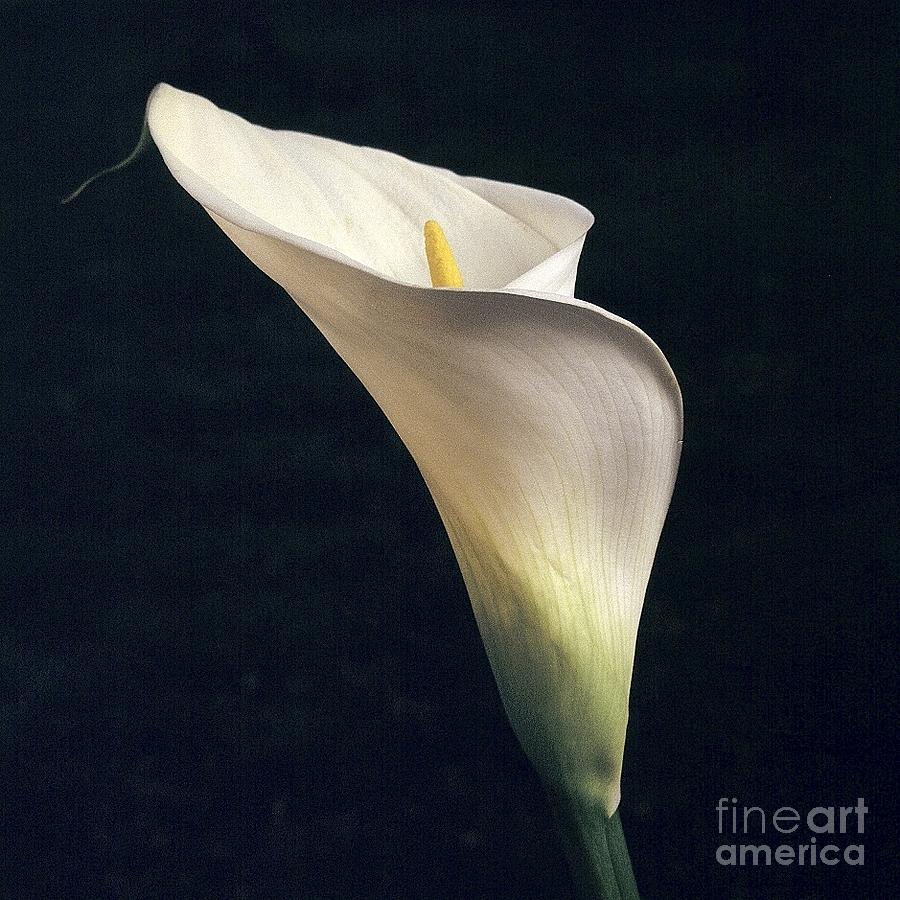 White calla lilies Photograph by Odon Czintos