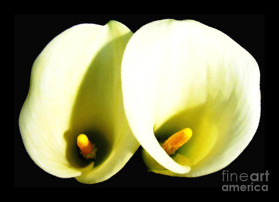 White Calla Lilies Oil Painting Effect Photograph by Rose Santuci-Sofranko