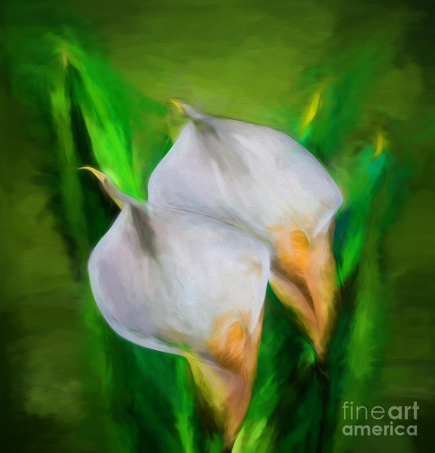 White Calla Lilies Photograph by Shirley Mangini