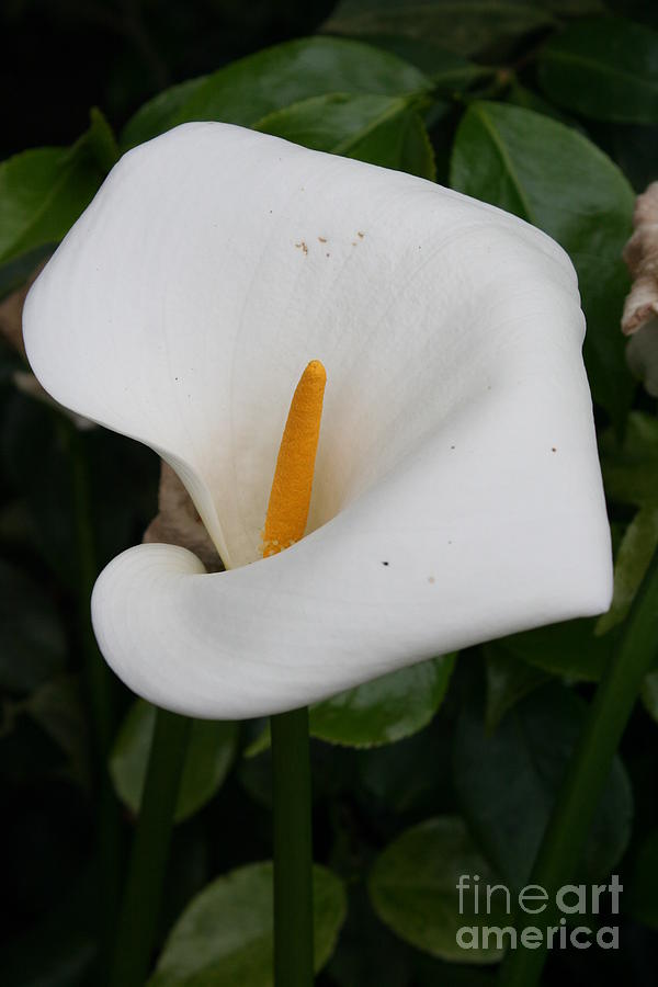 Flower Photograph - White Calla Lilly by Christiane Schulze Art And Photography