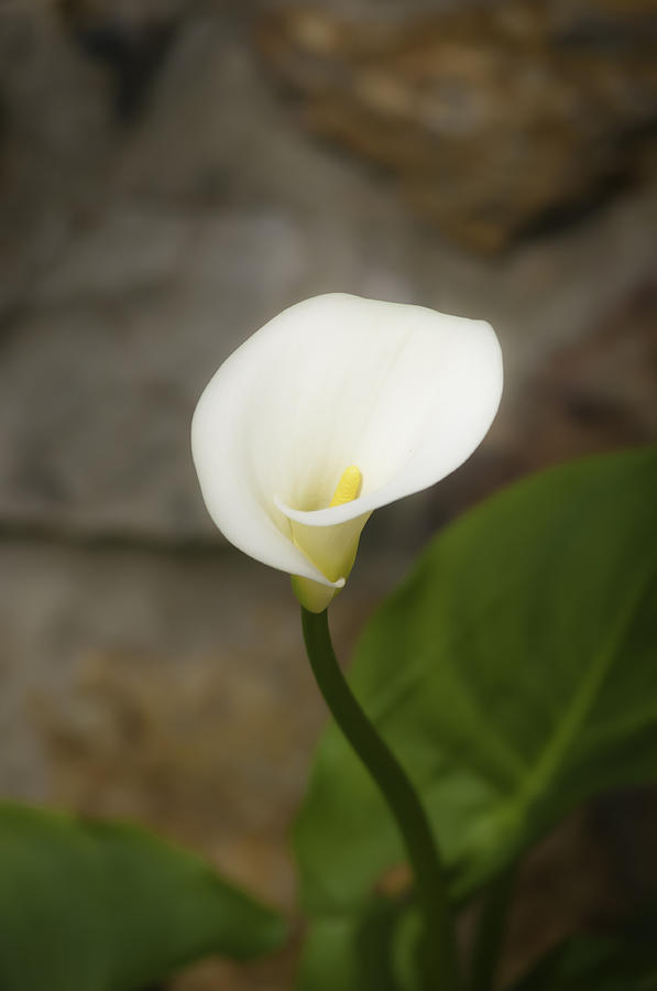 White Calla Lily 2 Photograph by Sherri Meyer