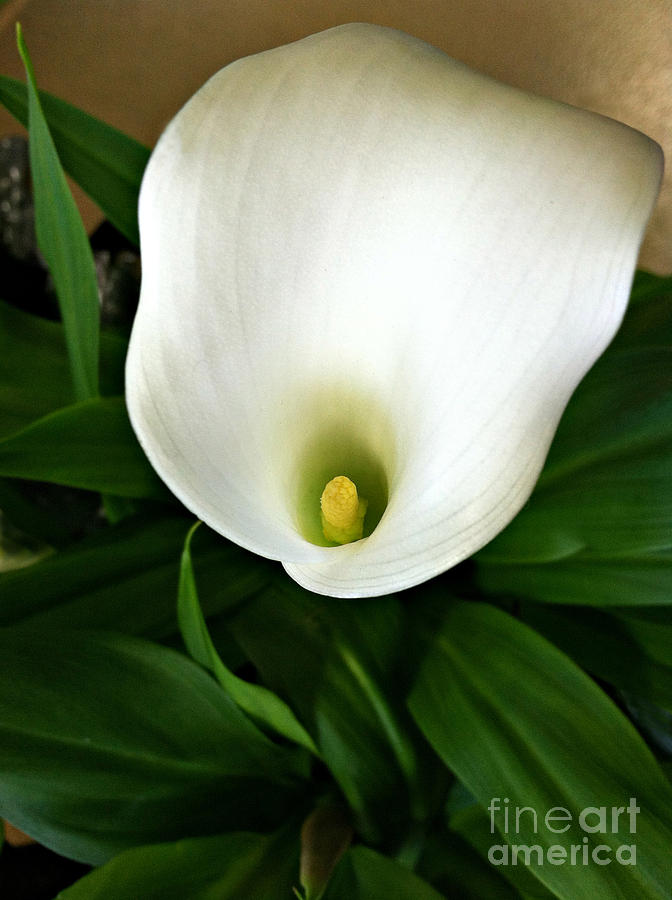 Flower Photograph - White Calla Lily by Addie Hocynec