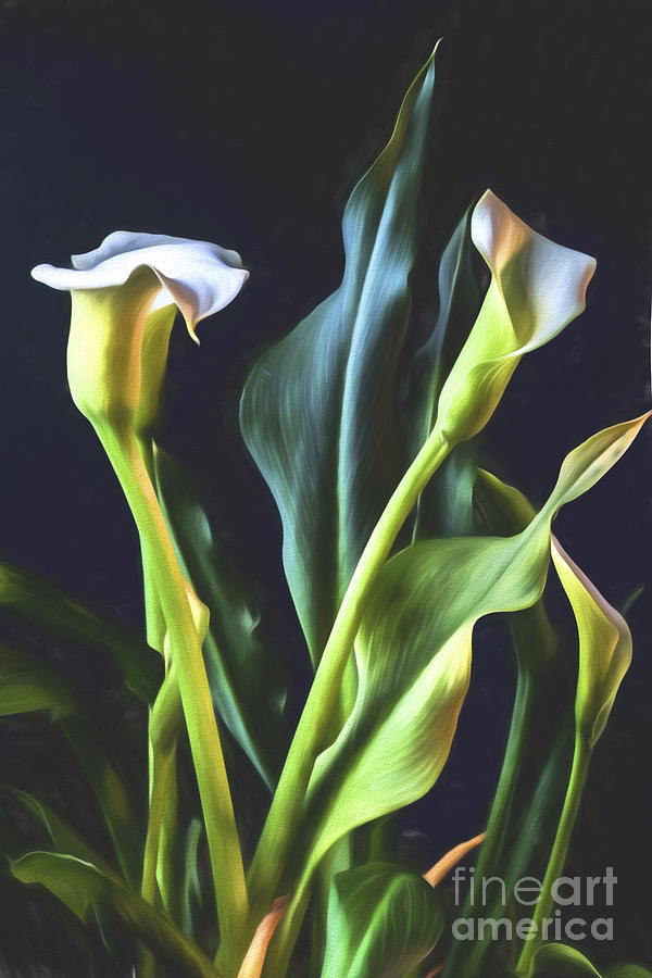 Flowers Still Life Photograph - White Calla Lily Bouquet by Shirley Mangini