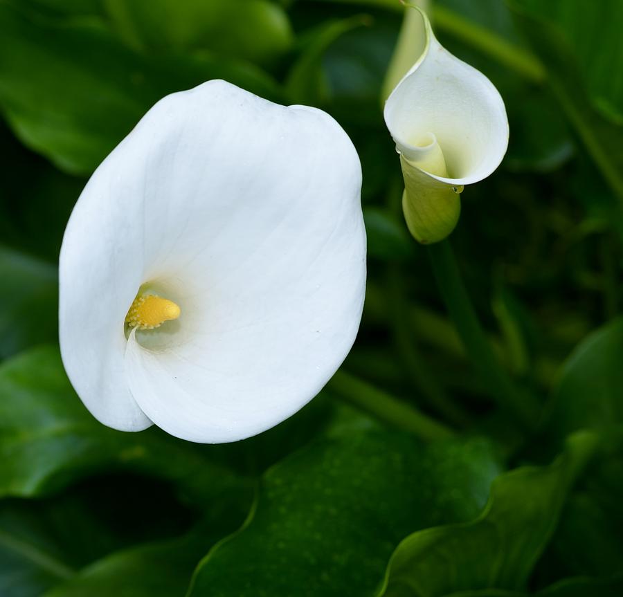 White Calla Lily Photograph by Emelyn McKitrick | Fine Art America