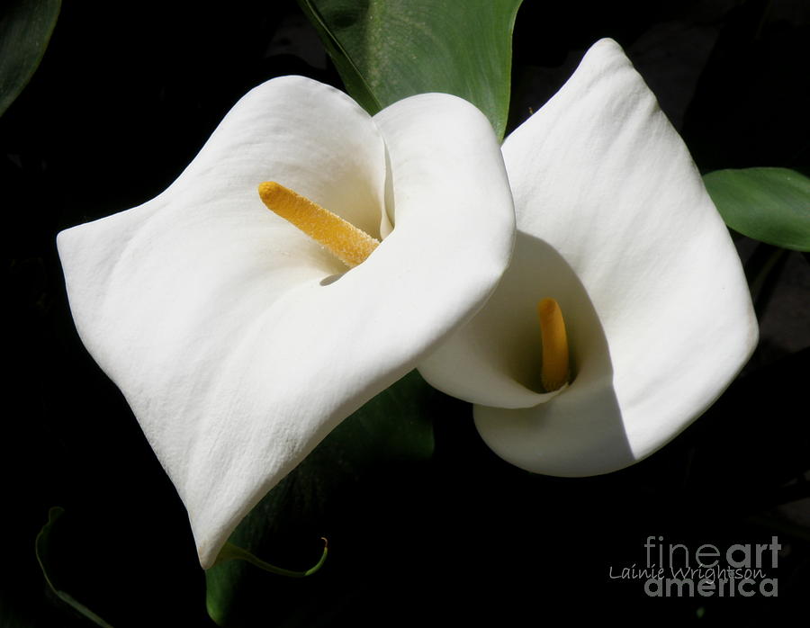 White Calla Lily Photograph by Lainie Wrightson