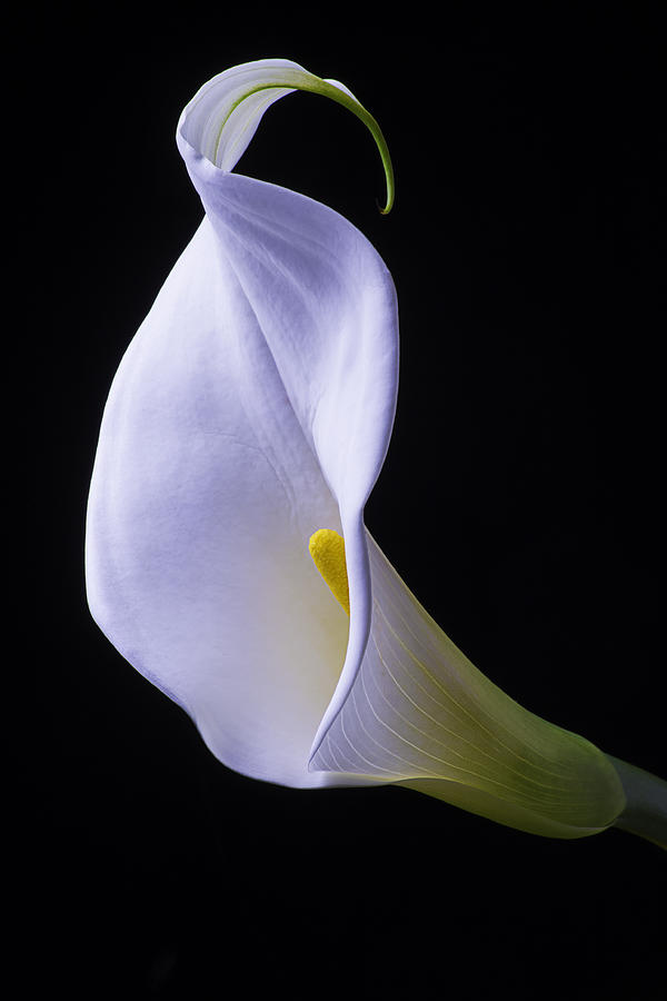 White Calla lily Portrait Photograph by Garry Gay