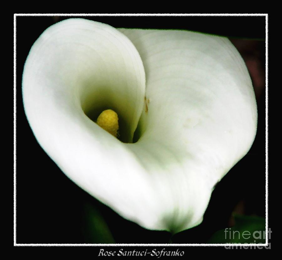 White Calla Lily Photograph by Rose Santuci-Sofranko