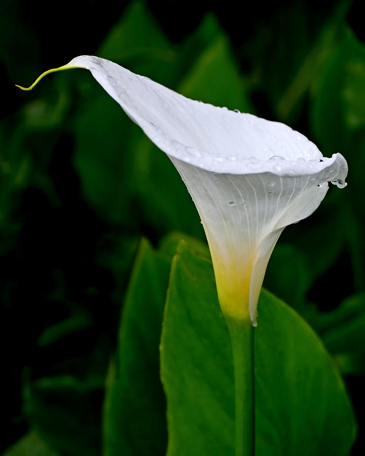 Lily Photograph - White Calla by Rona Black