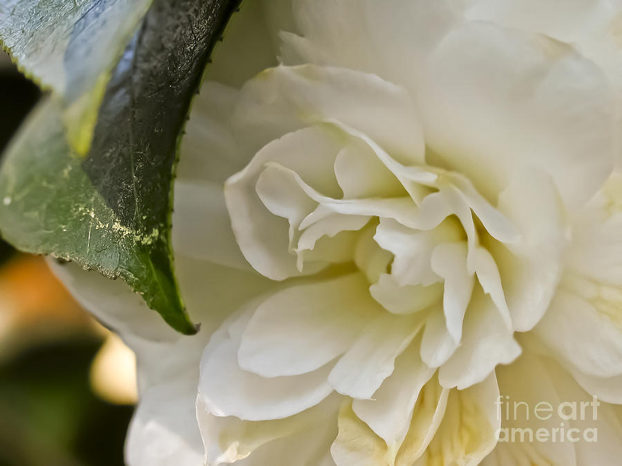 White Camellia 1 Photograph by David Doucot
