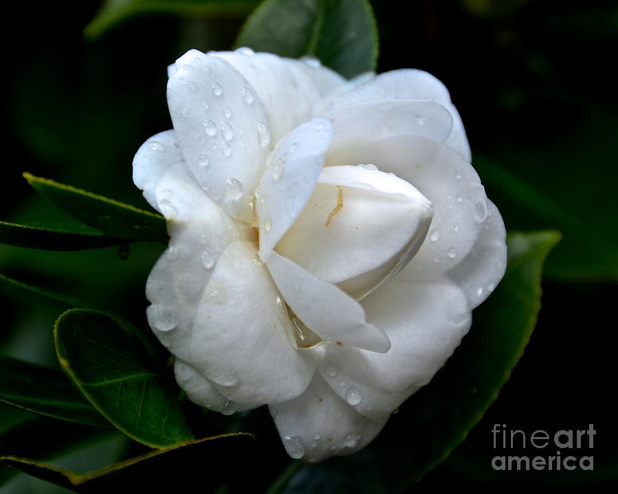 White Camellia Japonica Photograph by Carol  Bradley