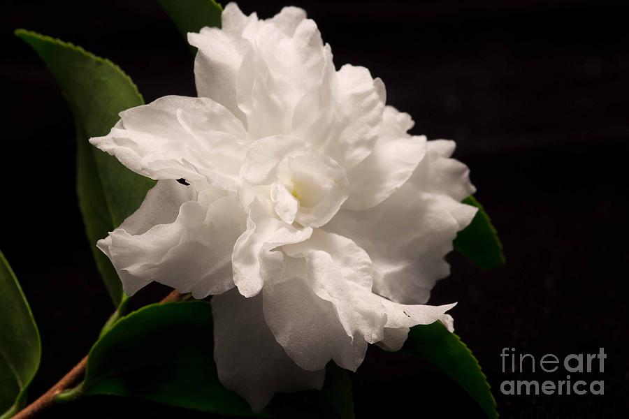 White Camellia Photograph by Sandra Clark