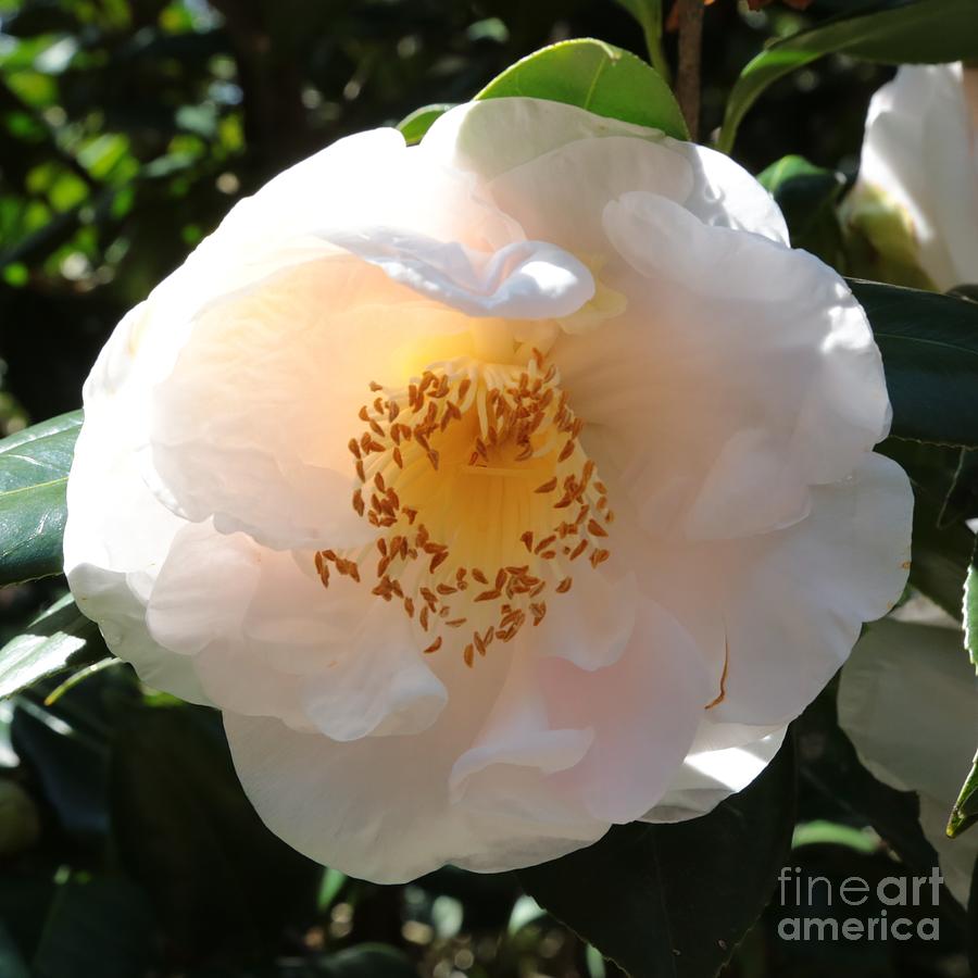 White Camellia Square Photograph by Carol Groenen