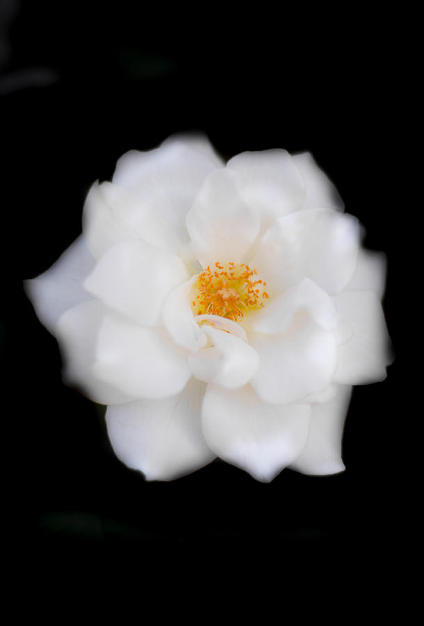 White Camellia Vertical Photograph by Parker Cunningham
